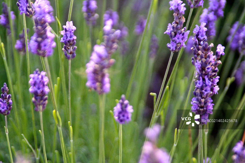 紫色花朵图片素材