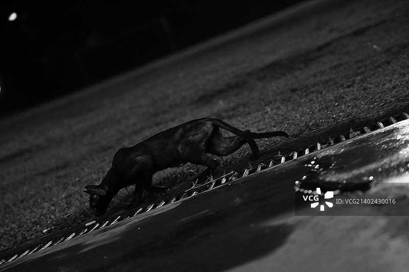 猫咪排水图片素材