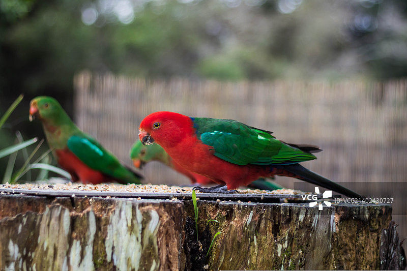 雄性国王鹦鹉图片素材