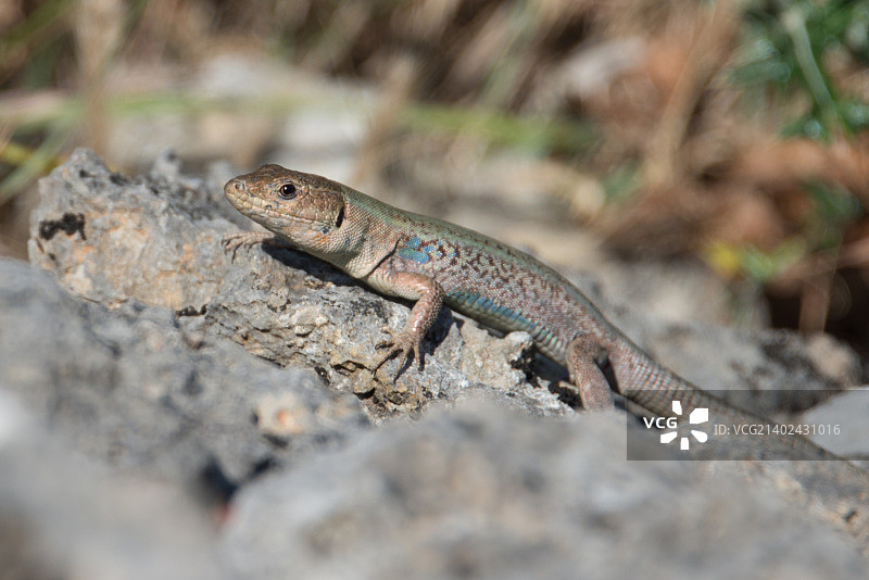 伯罗奔尼撒蜥蜴图片素材