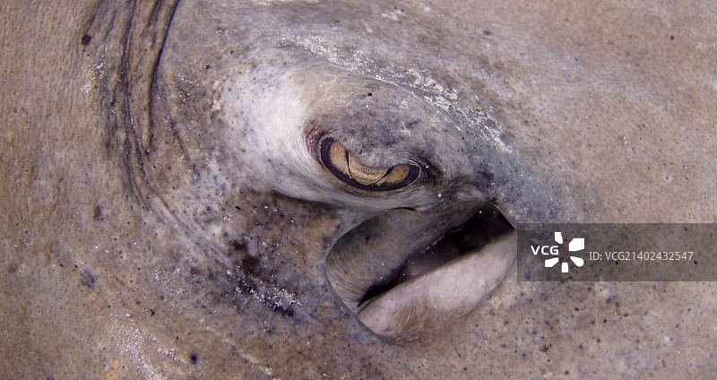 南方黄貂鱼的眼睛图片素材