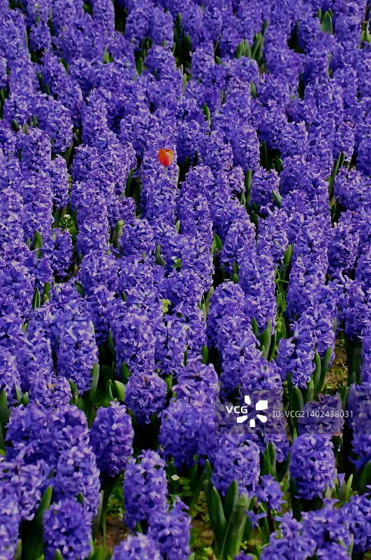 最后的郁金香图片素材