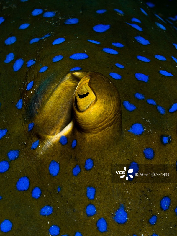 蓝点魟图片素材