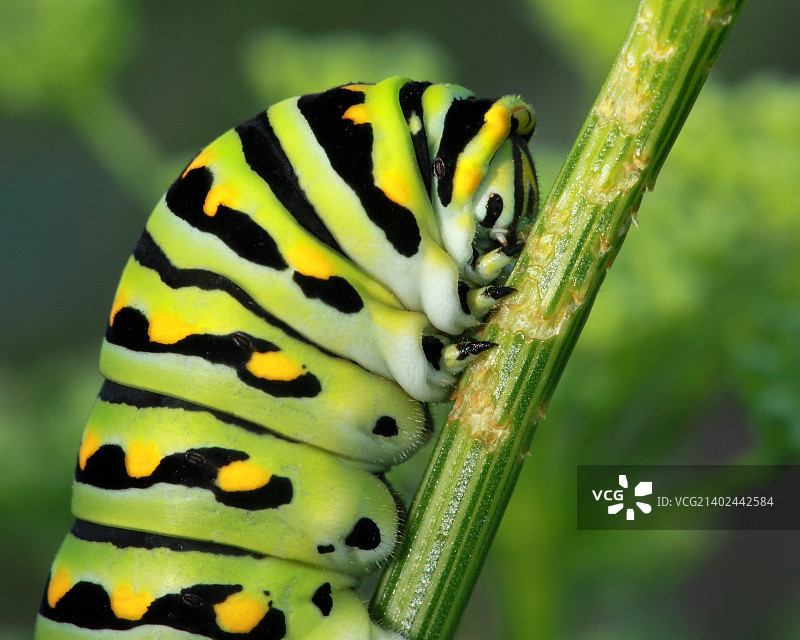 近距离观察毛毛虫（黑燕尾）图片素材