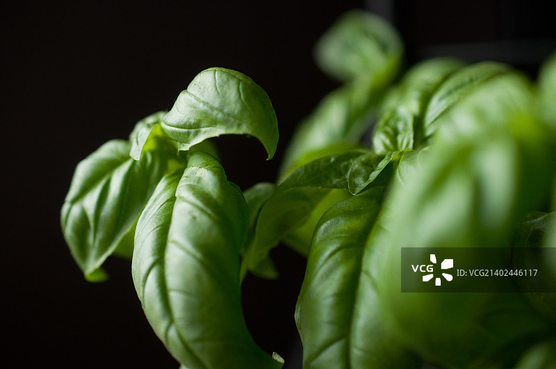 黑色背景上的新鲜罗勒，选择性聚焦图片素材