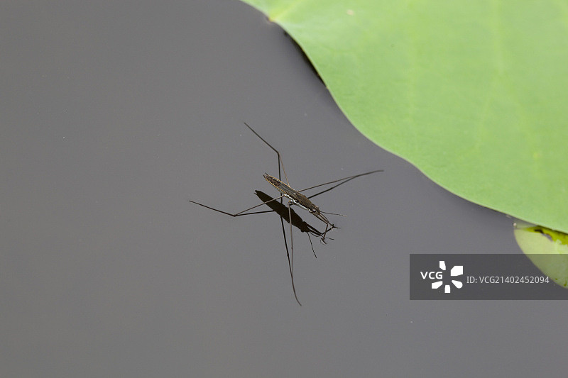 水黾_01图片素材