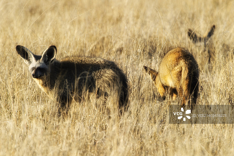 蝙蝠耳廓狐图片素材