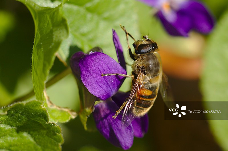 紫罗兰上的蜜蜂图片素材