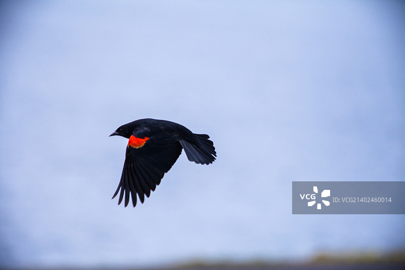 红翅鸫图片素材
