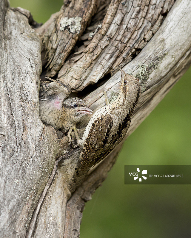 Kwryneck图片素材