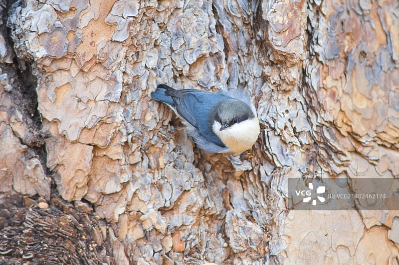 侏儒鳾图片素材