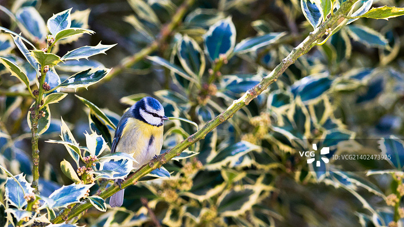 蓝色的鸟图片素材