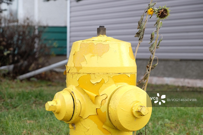 第015天 - 黄色图片素材