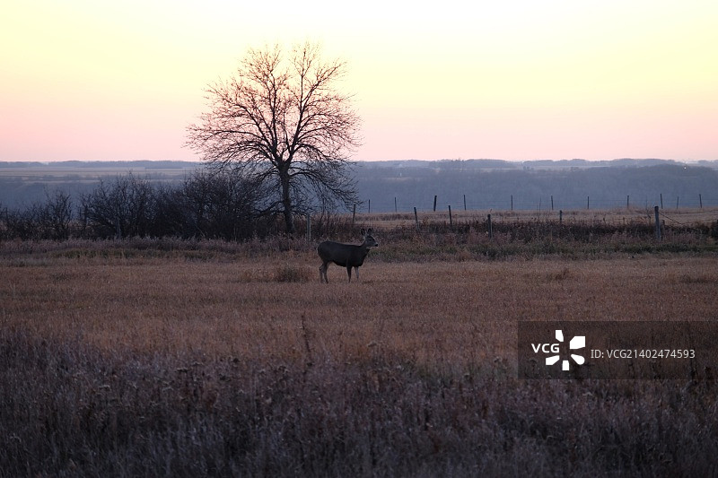 孤独的骡鹿图片素材
