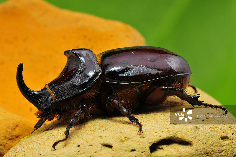 独角犀金龟图片素材
