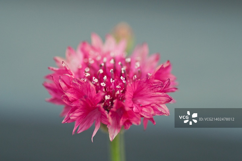 粉色矢车菊#2图片素材