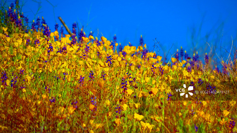 索诺兰沙漠野花图片素材