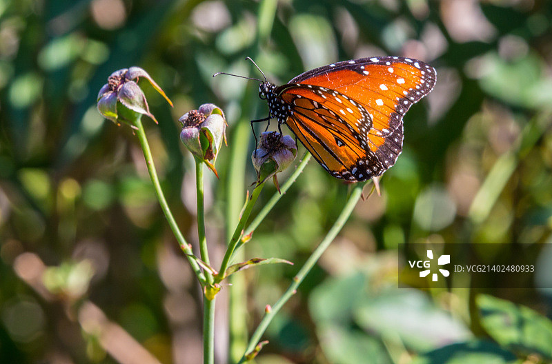 帝王蝶栖息在花朵上图片素材