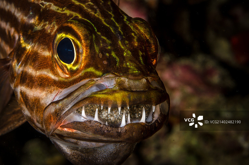 守护者图片素材