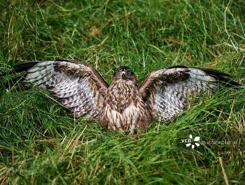 短茬里的棕色野兔图片素材