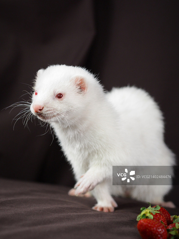 摄影作品：德米特里·帕夫洛夫图片素材