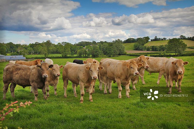 夏洛莱牛图片素材