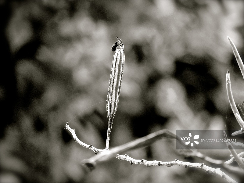 干燥之美图片素材