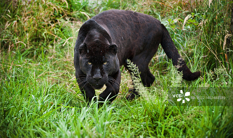 在长长的草丛中徘徊的黑美洲虎图片素材