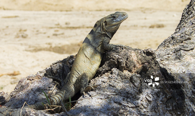 有鳞动物图片素材