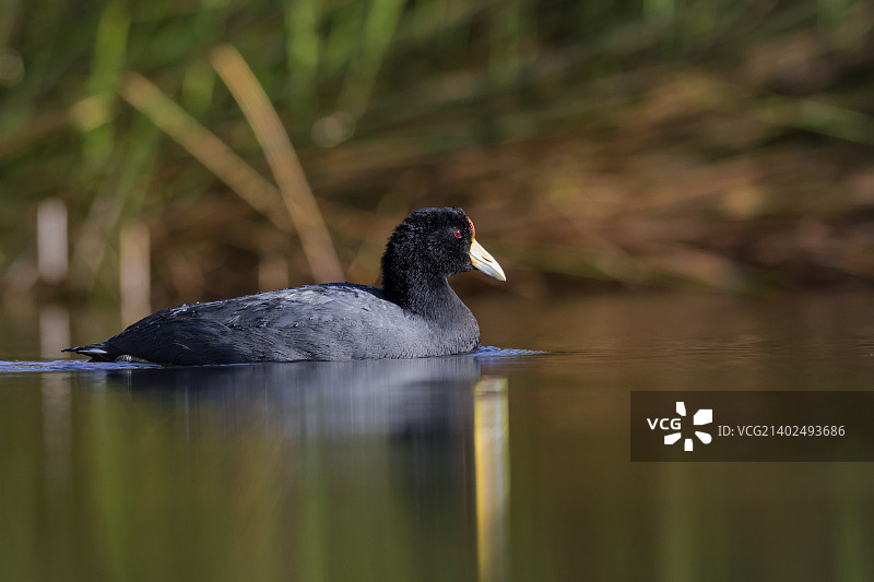 智利卡拉马图片素材