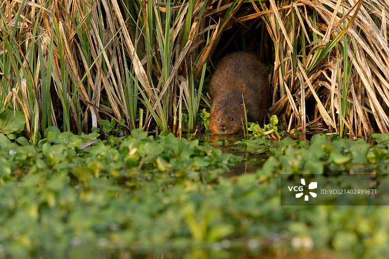 水鼠图片素材