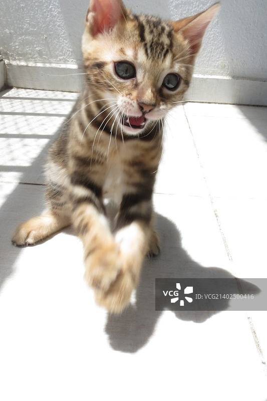 孟加拉小猫图片素材