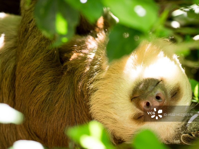 树懒的纯粹幸福图片素材