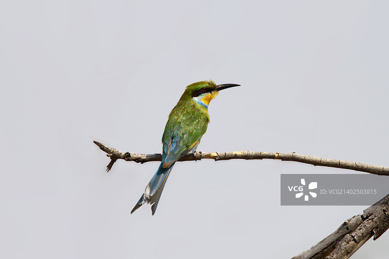 燕尾蜂虎图片素材
