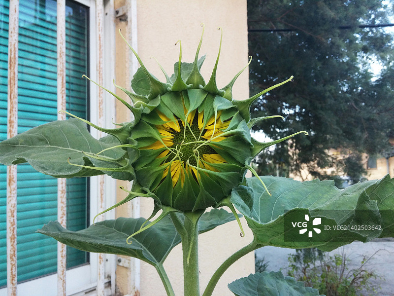 含苞待放的向日葵图片素材