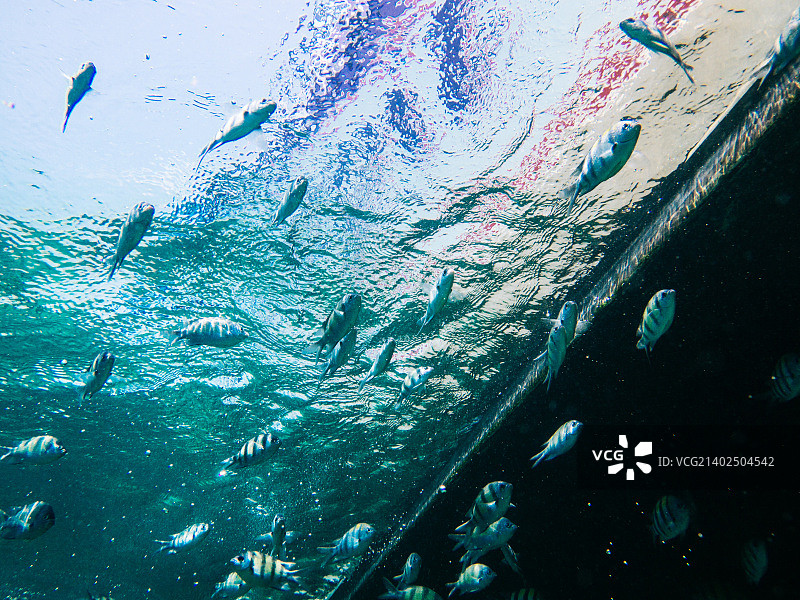 泰国甲米皮皮岛的鱼群图片素材