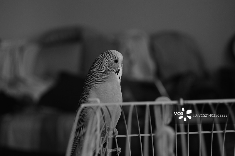 艾尼维亚图片素材