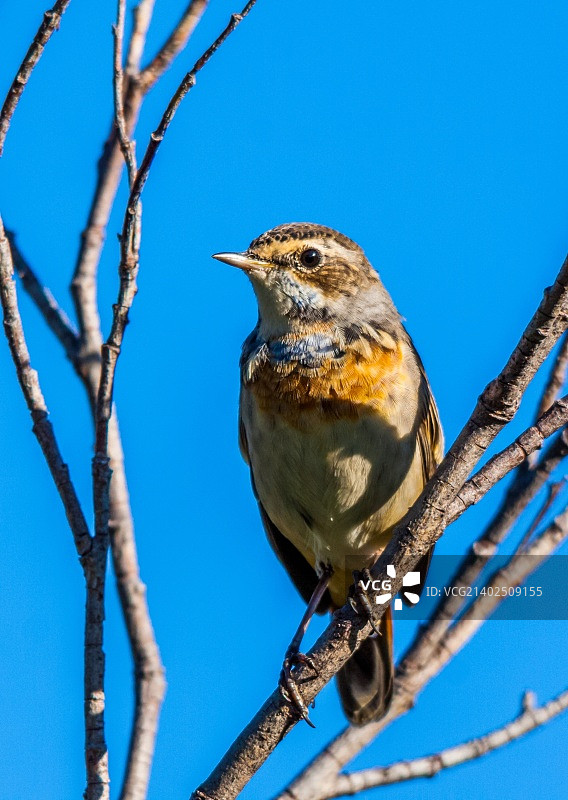 蓝喉歌鸲图片素材