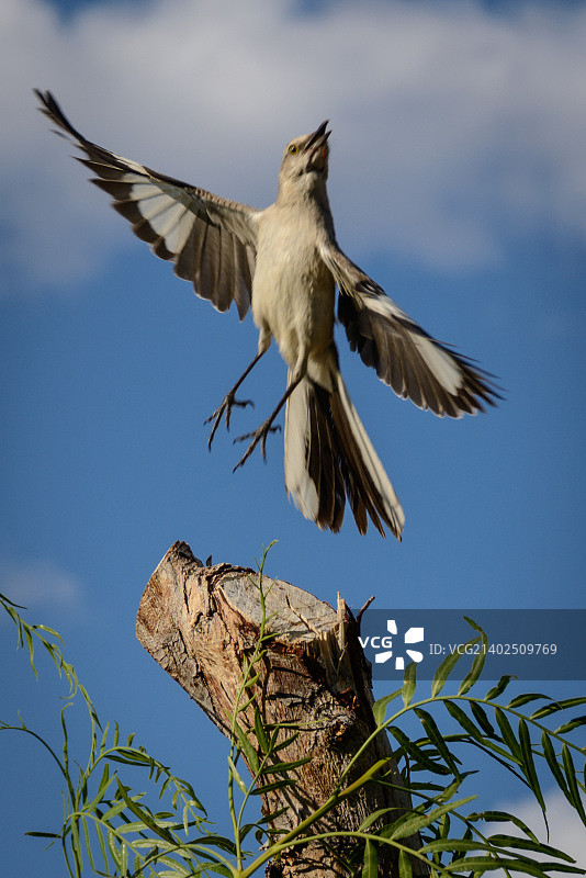 只知更鸟》图片素材