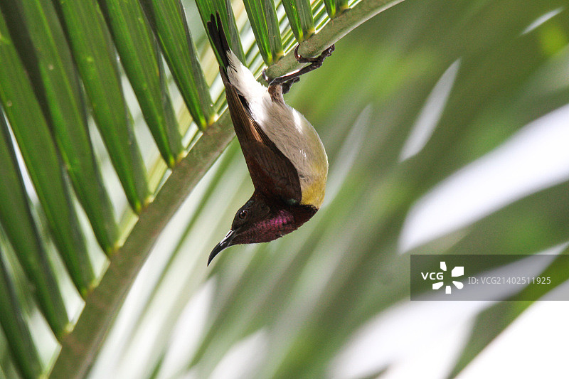 紫腰太阳鸟图片素材