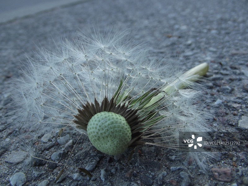 街道上的蒲公英图片素材