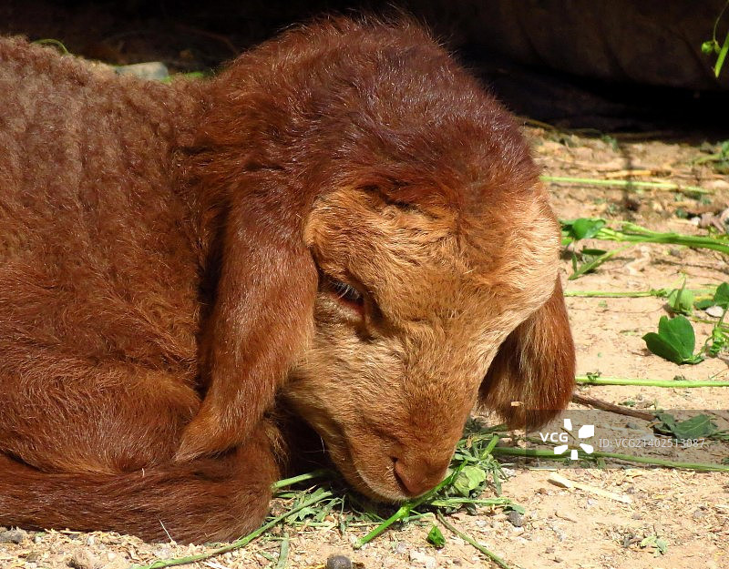 姜色羊羔特写图片素材