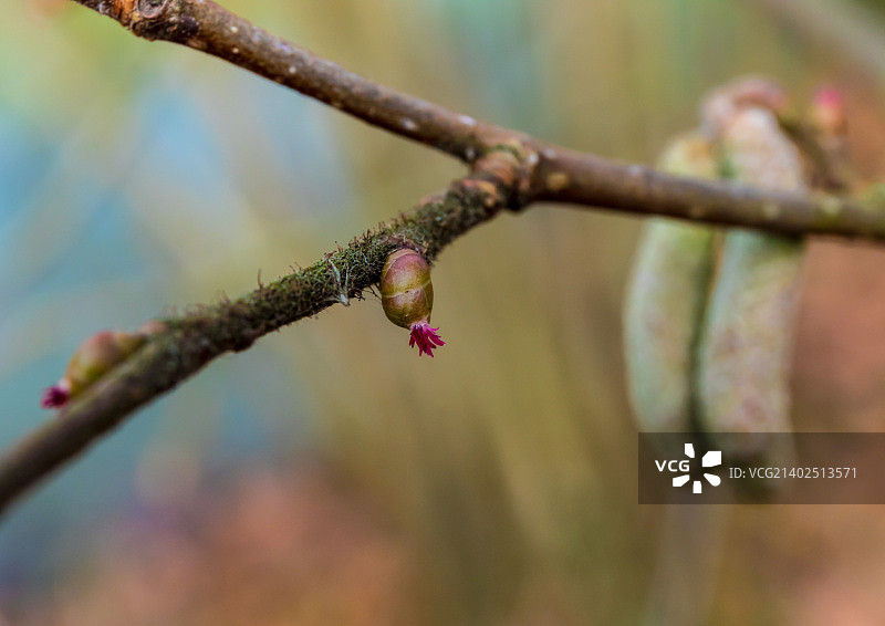 榛树花图片素材