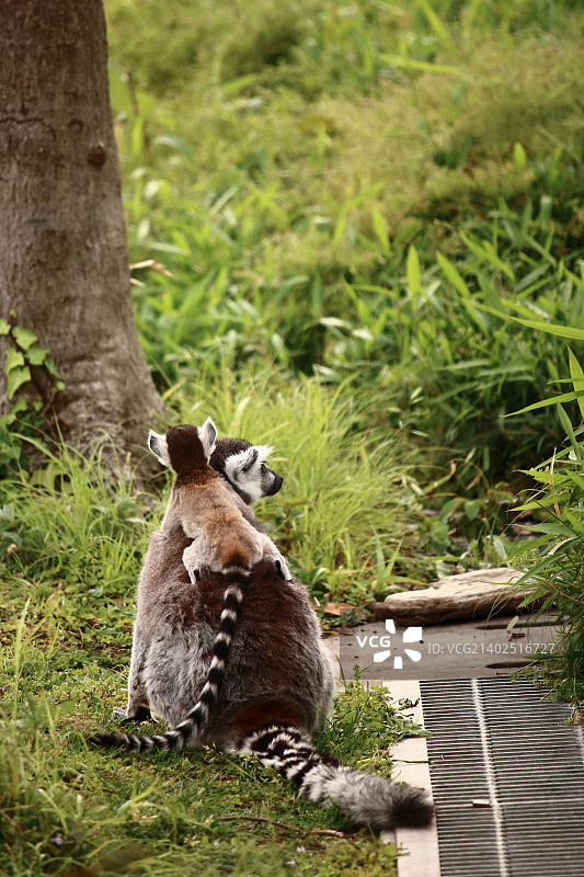 小猪背图片素材