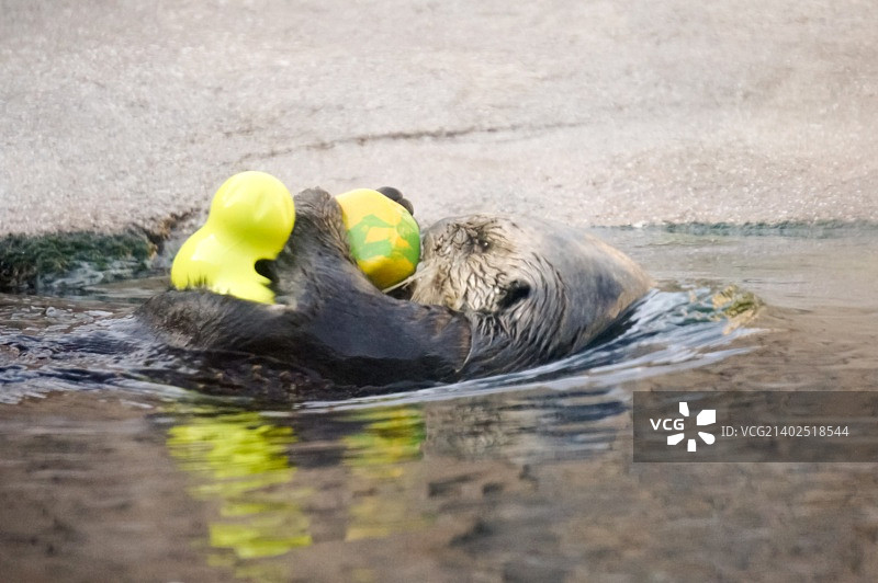水獭和医生图片素材