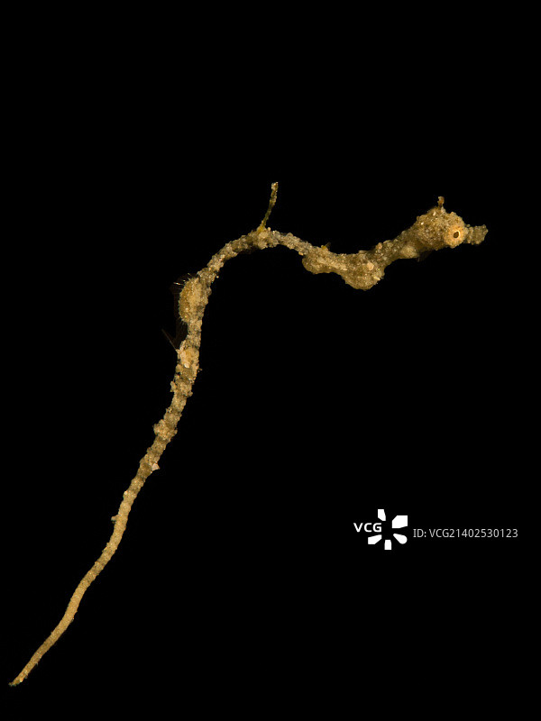 蓝碧海龙图片素材