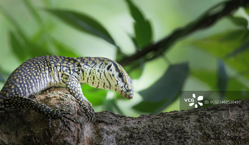 孟加拉巨蜥图片素材
