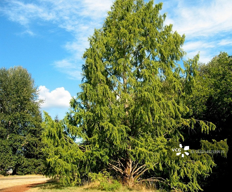 奥尔顿贝克公园的黎明红杉2图片素材