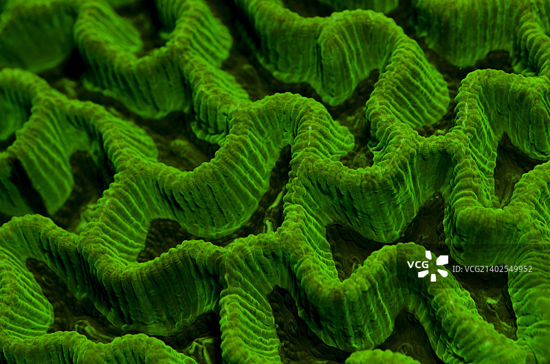 未知脑珊瑚图片素材