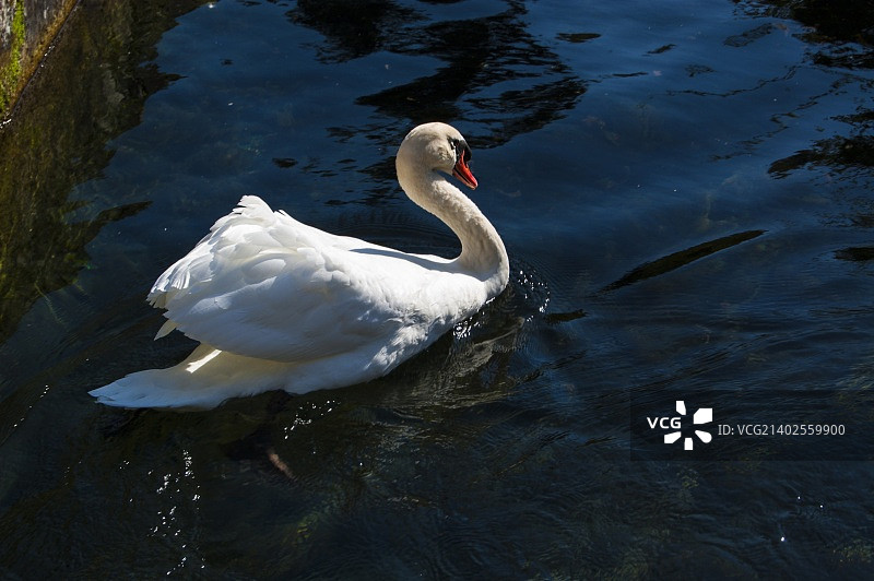 天鹅图片素材